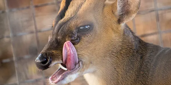 Why Some Deer Have Fangs Instead Of Antlers Like Most Other Cloven-Hoofed Animals