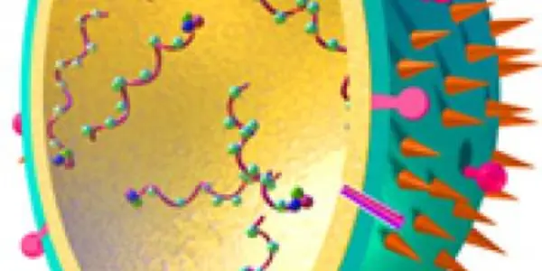 Update On Swine Flu (Influenza A H1N1) Infections - California and Texas, April 2009
