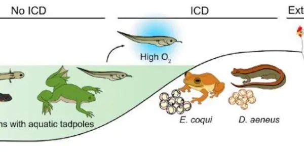Interdigital Cell Death: More Atmospheric Oxygen Is A Biological Signal To Leave Out Webbed Digits