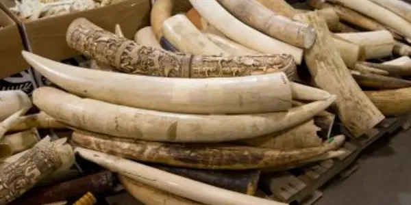 No Legal Ivory - All Markets Must Close, Says Wildlife Conservation Society