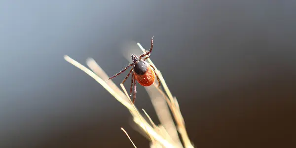 Another Virus From China Has Been Detected In Switzerland