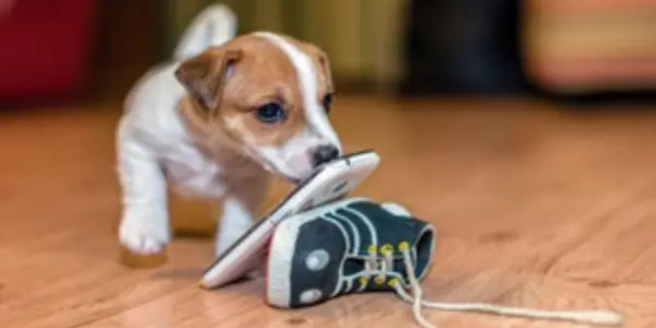 And The Optimal Age Of Puppy Cuteness Is...