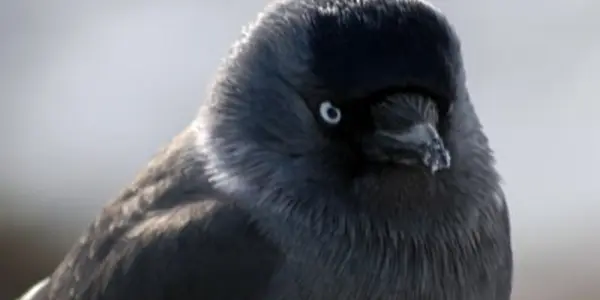 Jackdaw Eyes Can Interpret Human Gaze