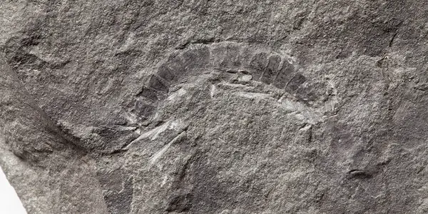 Kampecaris Obanensis: Move Over Nessie, Scotland Is Now Home To The World's Oldest Bug
