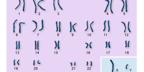 X And Y And Meiosis: Some Progress In The Sex Chromosomes Science Mystery
