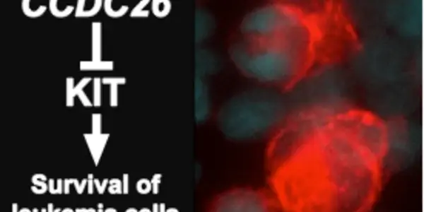 Noncoding RNA CCDC26 Regulates KIT Expression