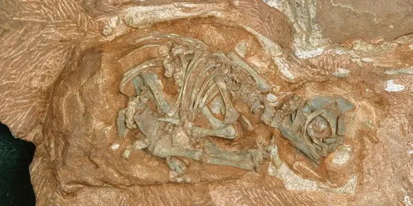 Dinosaur Eggs Ready To Hatch Secrets 200 Million Years Later