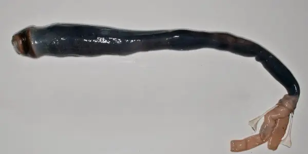 Kuphus Polythalamia: Giant Sulfur-Powered Shipworm Is The Stuff Of Science Fiction