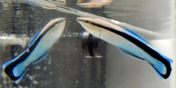 Study: Fish With A Mirror Check Their Body Size Before Fights With Bigger Opponents