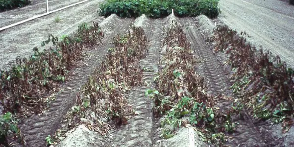 What Do EU Countries Give Up When They Opt-out Of GMO Crops? And For Whom?