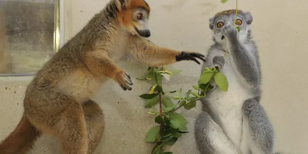 Lemur Females Rule - Because They Have Male Hormones?