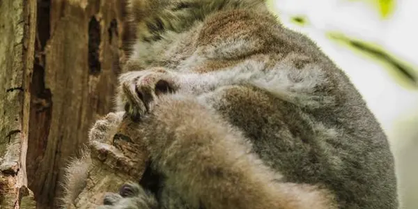 Lemurs Like To Make An Informative Visit To The  Bathroom
