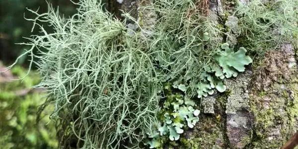 Dinosaur Extinction Gave Lichen Evolution A Boost