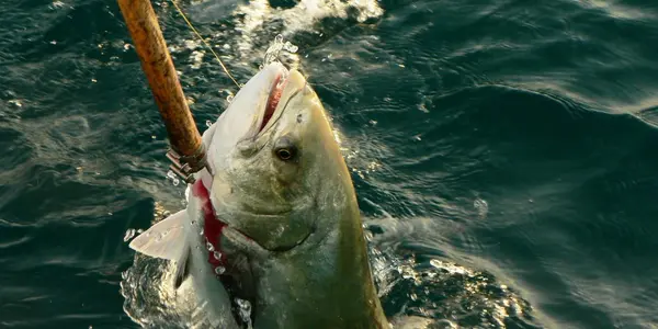 Recreational Fishing Linked To Mediterranean Environmental Harm
