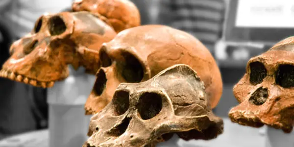 Life On Earth Still Favors Evolution Over Creationism