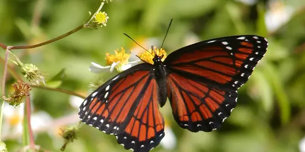 Sweet Viceroy Butterflies Turn Sour To Stop Predators