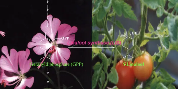 A Rose By Any Other Name Still Reduces Stress, Says Study