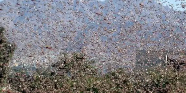Locust Swarms And Twitter