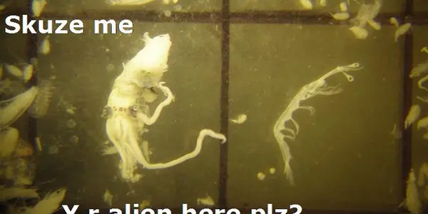 Lolplankton