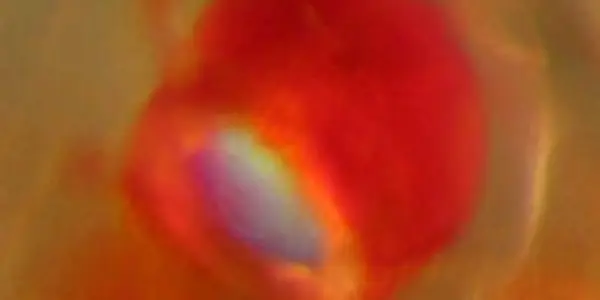 Bioluminescence - Luminescent Krill Due To 'Light Switch' Muscles