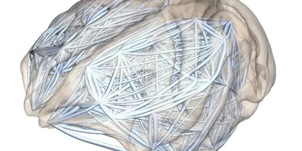 Neural Networks: Why Human Brains Are More Susceptible To Mental Illness Than Smaller Ones