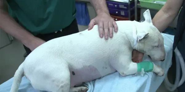 Dogs With Cancer Are Getting Cutting-Edge Treatment, And It May One Day Help Human Kids