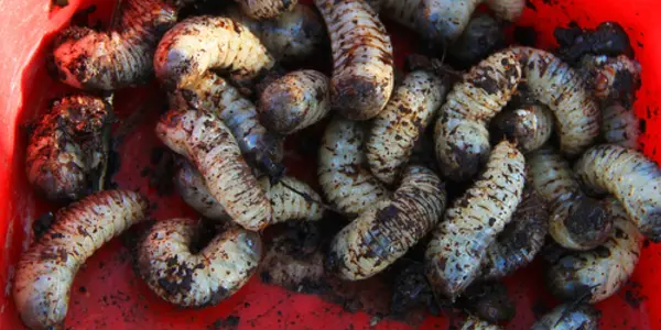 How Maggots Got Back Into Mainstream Medicine