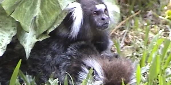 Compassionate Behavior Towards Dying Mate Observed In Monkey