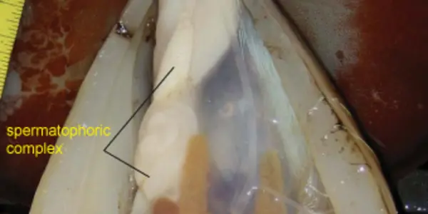 A Very Brief Discussion of Squid Penises