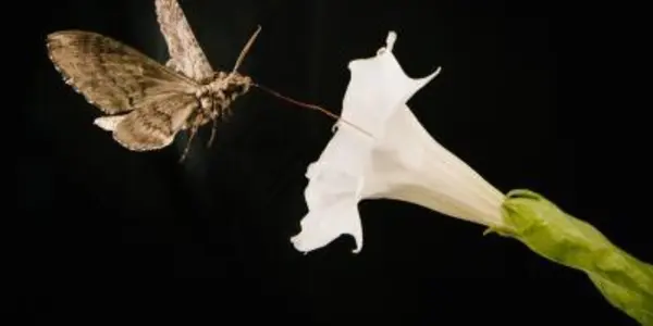 It's Not Pesticides Hurting Moth Pollinators, It's Car Fumes