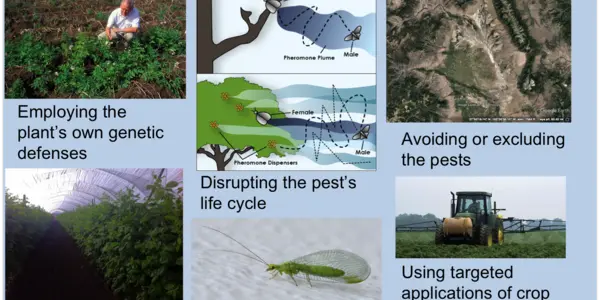 The Many Ways Farmers Control Pests