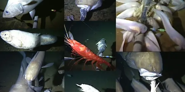 Oceanlab Scientists Film Supergiant Amphipod and Deepest Fish