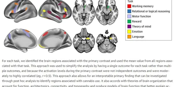 Marijuana's Impact On Working Memory Revealed In Brain Scans