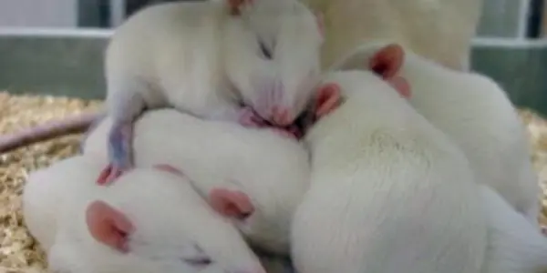 Fungicide Vinclozolin Linked To Great Granddaughter's Stress