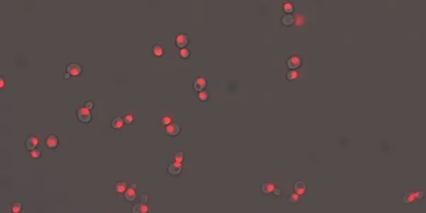 Fluctuations Matter in Cell Suicide