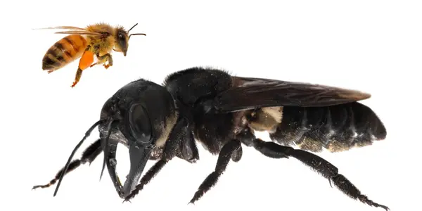 Megachile Pluto: Wallace's Giant Bee Was Never Extinct, It Was Just Hard To Find