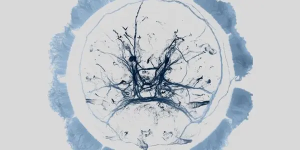 Sleep Hormone In Humans Makes Plankton Jet Lagged Too