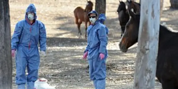 Australia's Deadly Hendra Virus (HeV) Desperately Needs More Research