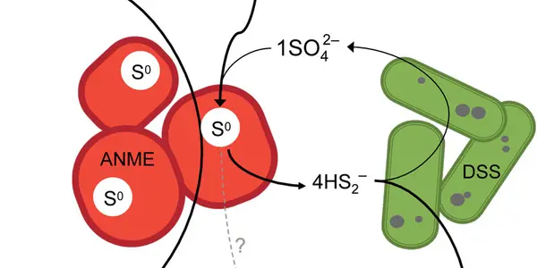 Microorganism Mystery Of Marine Methane Oxidation