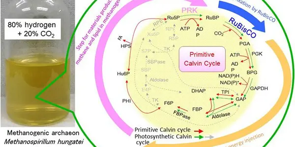 A Primitive, Non-Photosynthesizing Microbe Still Had The Precursor Of Photosynthesis