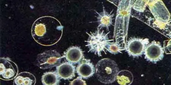 Marine Microecosystem: Shedding Light on the Base of the Food Chain