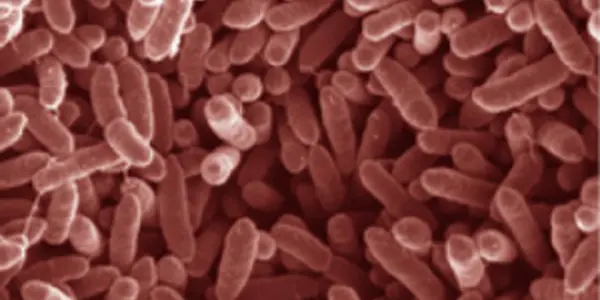 Social Microbes