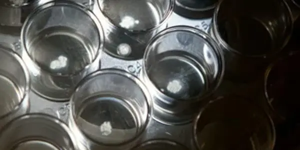 Mini Human Stomach Created In The Lab - Using Adult Stem Cells
