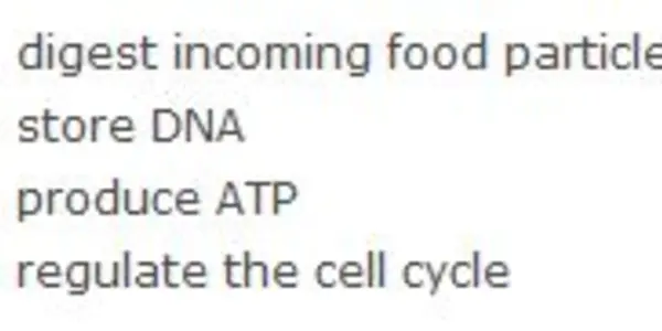 Mitochondria As Regulators Of The Cell Cycle