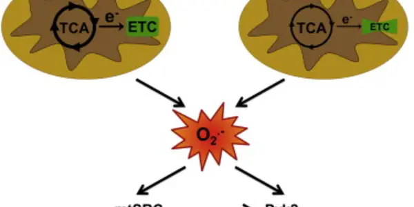 Is Tumor Metastasis Prevention On The Horizon?