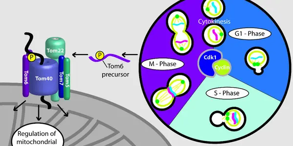 Mitochondria Signaling Pathway Links Energy Conversion And Cell Division