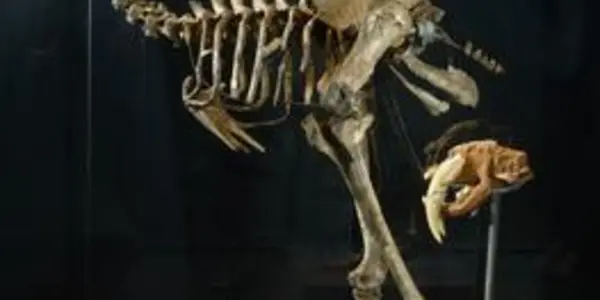 Jurassic Bird?   Extinct Giant Moa 'Rebuilt' Using Ancient DNA