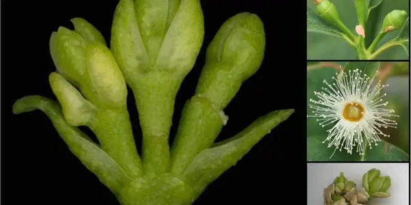 Genetically Rescued Organism: Eucalyptus That Can't Be An Invasive Species