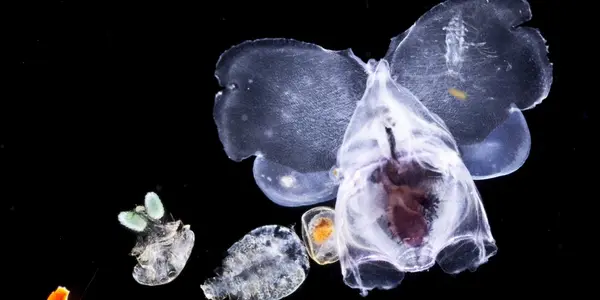 It's A Brand New Planktonic World
