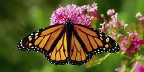 Association Created Between Texas Weather, Monarch Butterflies And Glyphosate